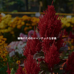 Paradise Like Saxophone Jazz - Vibe for Golden Wishes