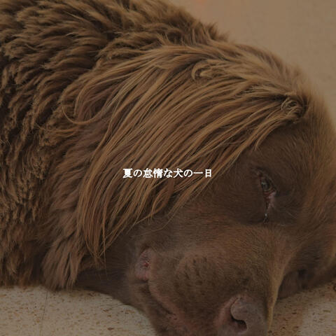 夏の怠惰な犬の一日