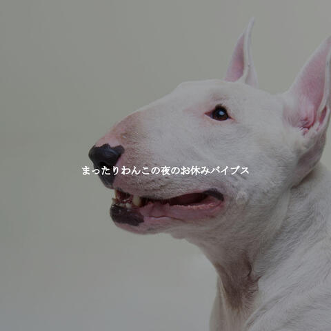 まったりわんこの夜のお休みバイブス