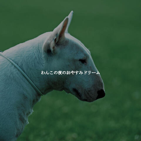 わんこの夜のおやすみドリーム