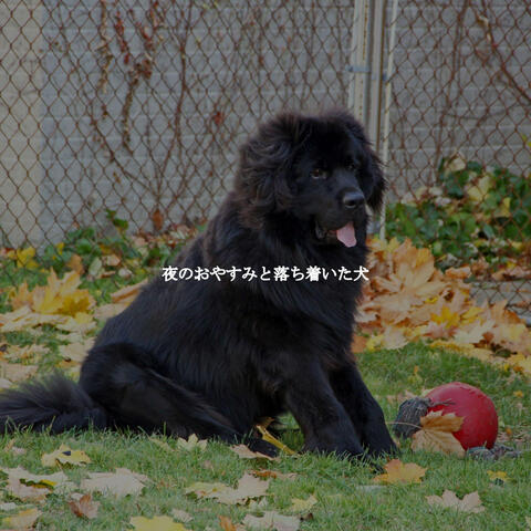 夜のおやすみと落ち着いた犬