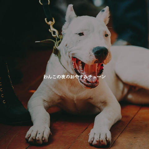 わんこの夜のおやすみチューン