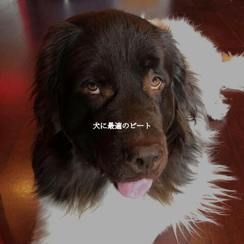 犬に最適のビート