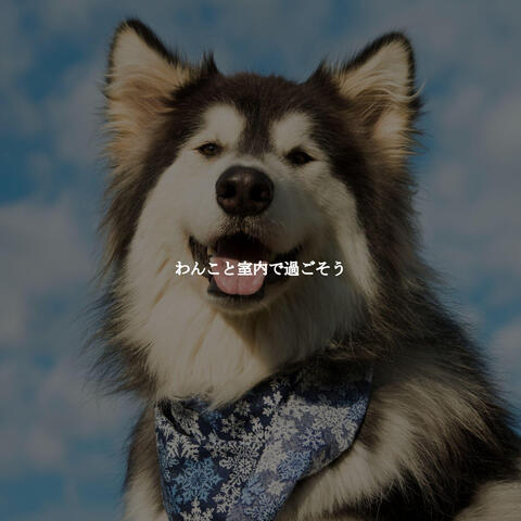 わんこと室内で過ごそう