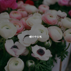 Deluxe Ambience for Dawns Light