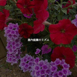 Uplifting Music for Dawns Light