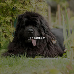 Sumptuous Backdrops for Balancing Chai