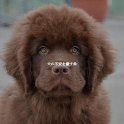 Mysterious Music for Latte Dreams