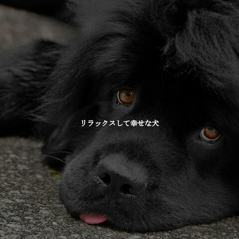リラックスして幸せな犬