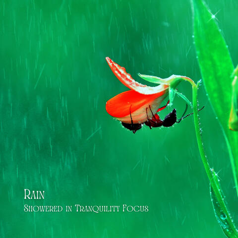 Rain: Showered in Tranquility Focus