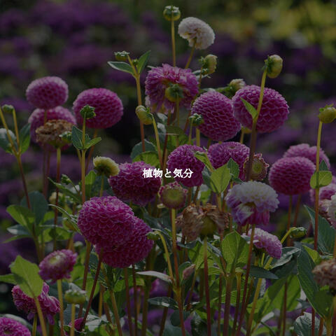 植物と気分