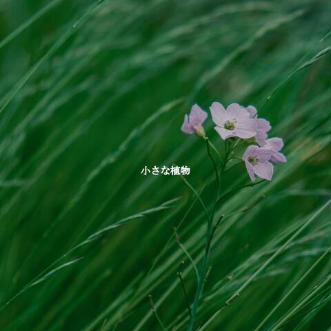 小さな植物