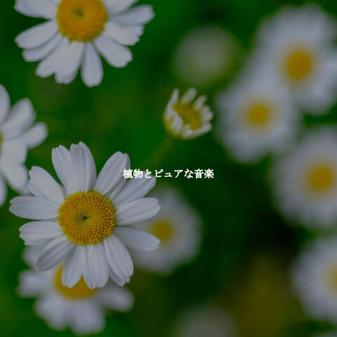 植物とピュアな音楽