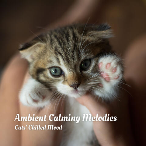 Ambient Calming Melodies: Cats' Chilled Mood