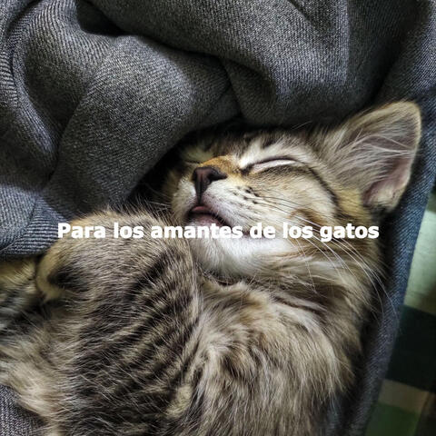 Para los amantes de los gatos