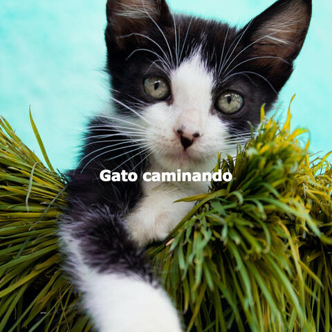 Gato caminando