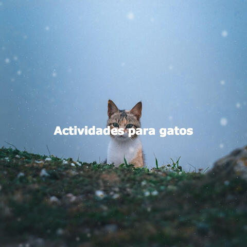 Actividades para gatos