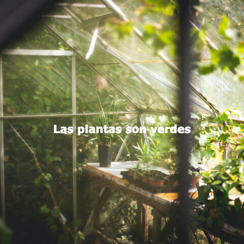 Las plantas son verdes