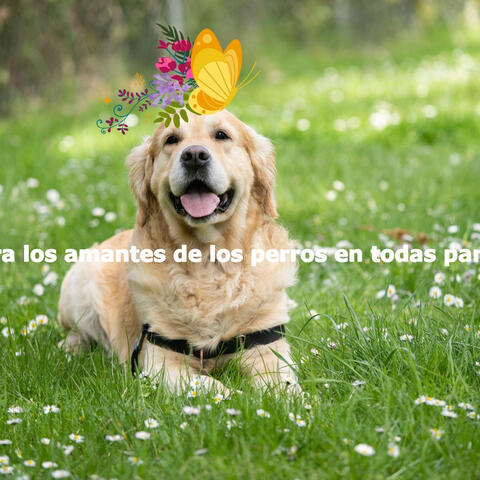 Para los amantes de los perros en todas partes