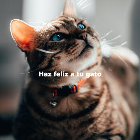 Haz feliz a tu gato