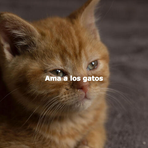 Ama a los gatos