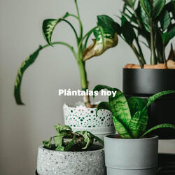 Sultry Backdrops for Hazy Dreams