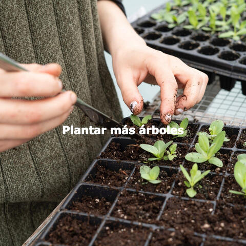 Plantar más árboles