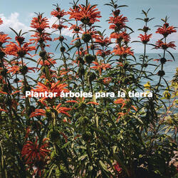 Latin Guitar Soundtrack for Hazy Dreams