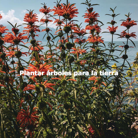 Plantar árboles para la tierra