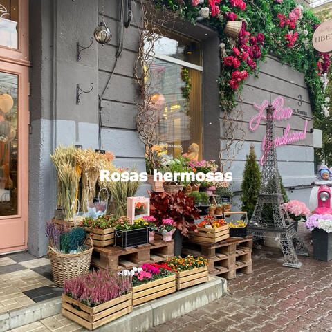 Rosas hermosas