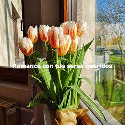 Fantastic Music for Enchanting Afternoons