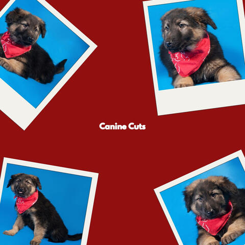 Canine Cuts