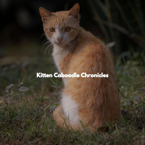 Kitten Caboodle Chronicles