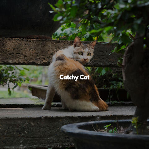 Catchy Cat