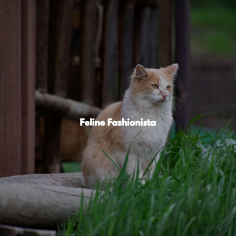 Feline Fashionista