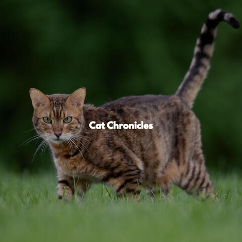 Cat Chronicles