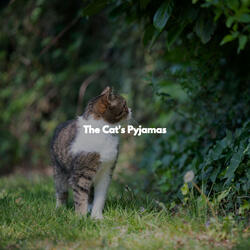 Deluxe Ambiance for Foggy October