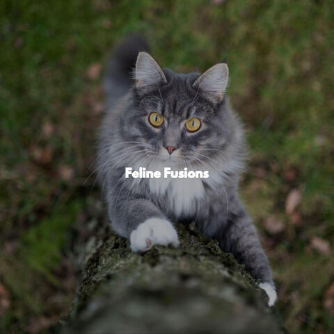 Feline Fusions