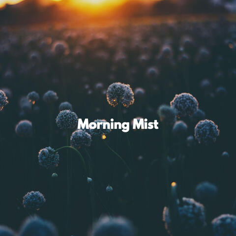 Morning Mist