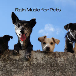 Calming Sound of the Rain for Pets