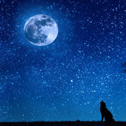 Howling wolves at night