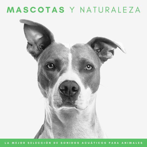 Mascotas Y Naturaleza: La Mejor Selección De Sonidos Acuáticos Para Animales
