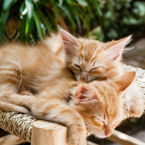 Purring kittens sound