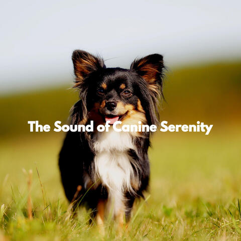 The Sound of Canine Serenity