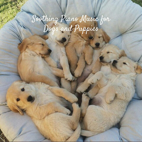 Soothing Piano Music for Dogs and Puppies
