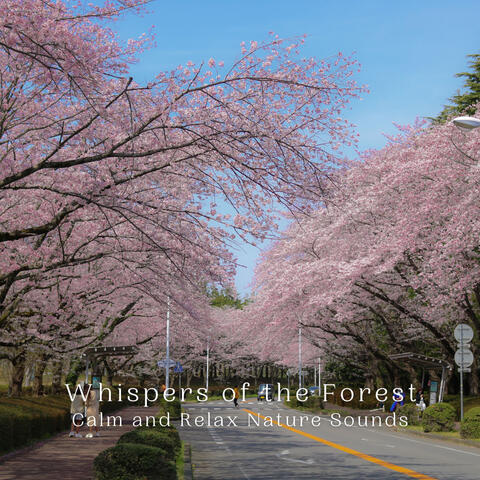 Whispers of the Forest: Calm and Relax Nature Sounds