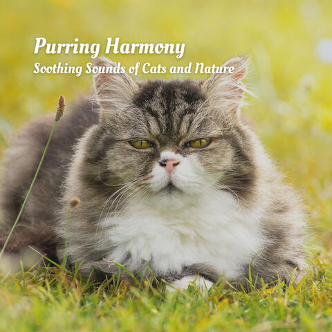 Purring Harmony: Soothing Sounds of Cats and Nature