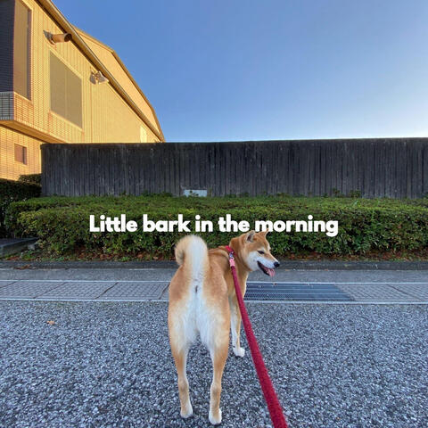 Little bark in the morning