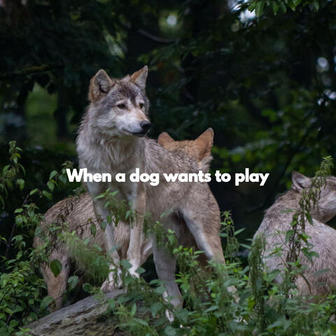 When a dog wants to play