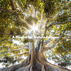 Stylish Serenity Land